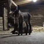 L'orso Scuro فندق مبيت وإفطار تريكاستانيي