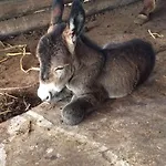 L'orso Scuro فندق مبيت وإفطار