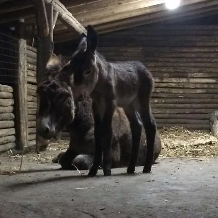 L'orso Scuro Panzió Trecastagni