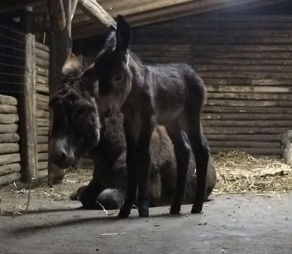 L'orso Scuro Отель типа 