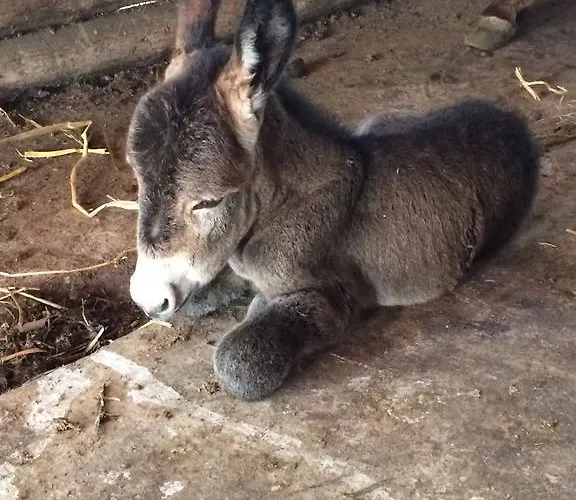 L'orso Scuro Отель типа 